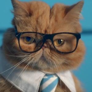 Фото профиля Кот в очках 