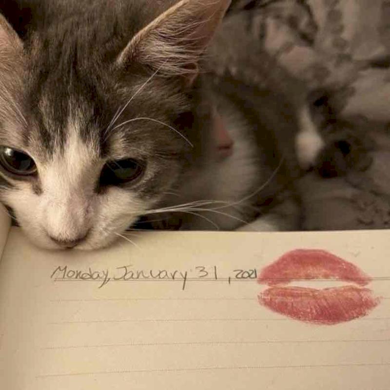 Фото профиля viola