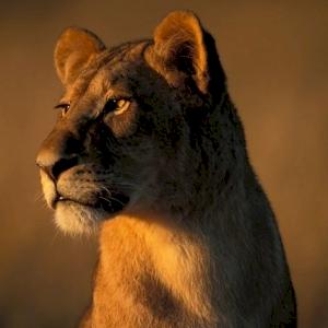 Фото профиля Полина Никольская