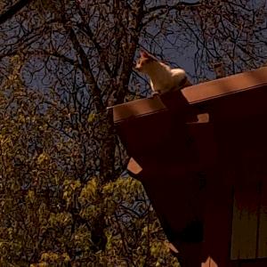 Фото профиля с тишина