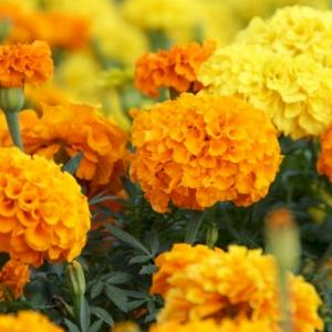 Фото профиля Totleben