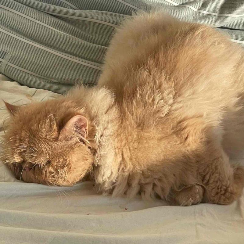 Фото профиля Хадижа Нур