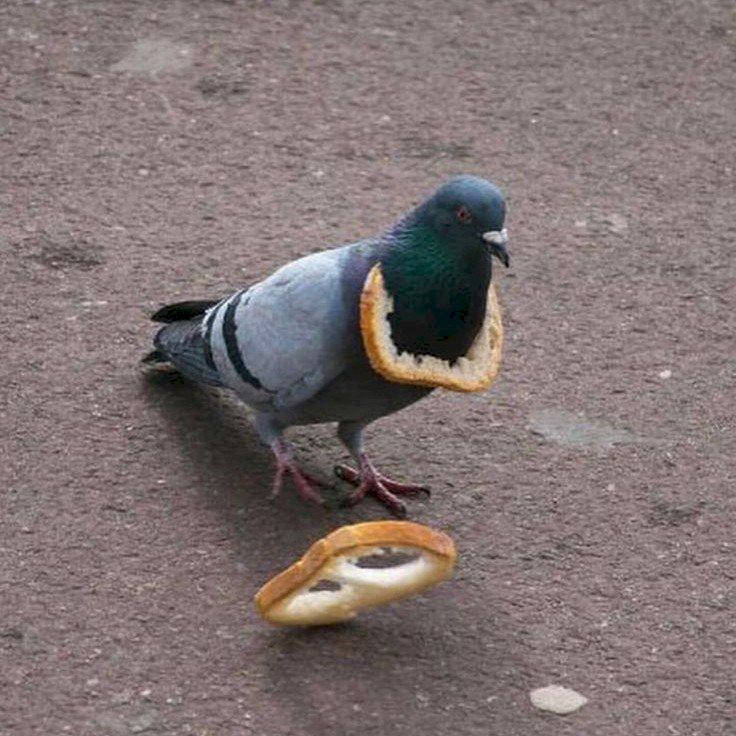 Фото профиля Голодный голубь