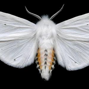 Фото профиля Мотылек