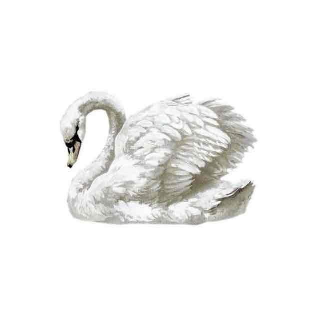 Фото профиля cygne