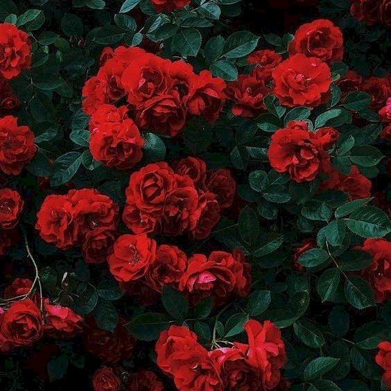 Фото профиля Ironica