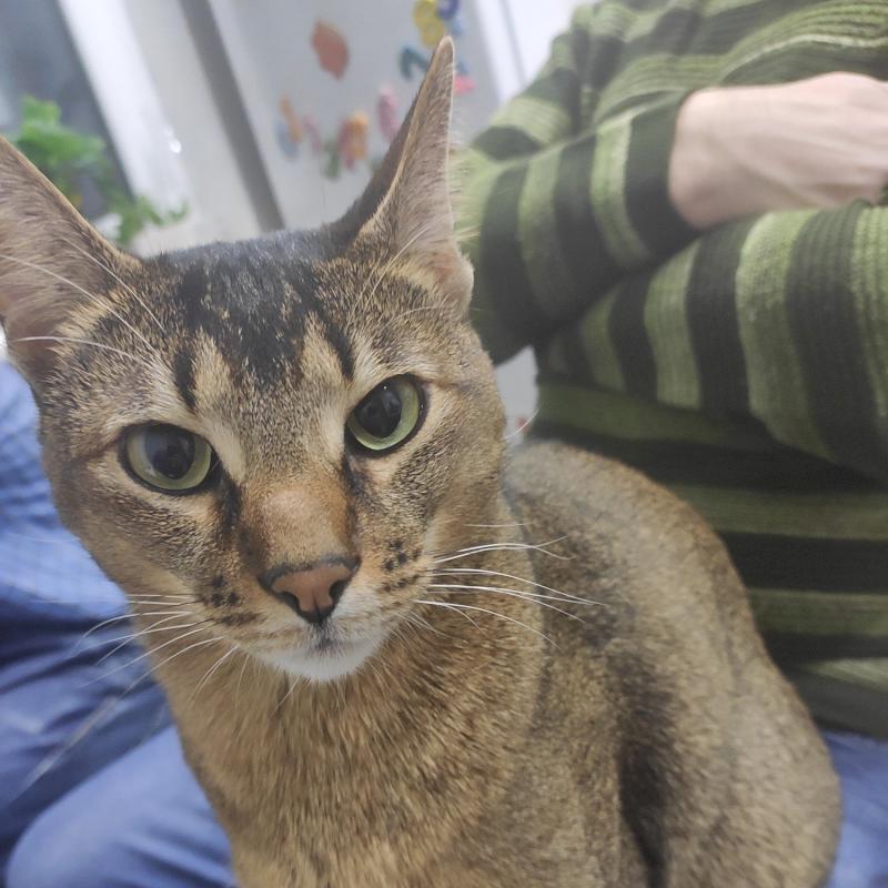 Фото профиля Кот Мартовский