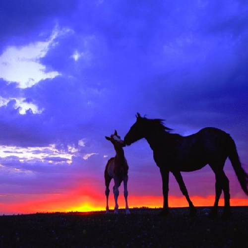 Фото профиля НАТАЛИ ВЕРА