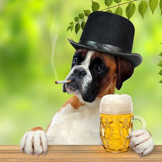 Фото профиля Собачка с пивом