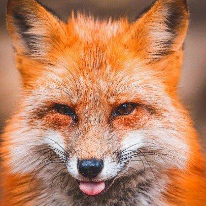 Фото профиля Fox  d