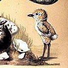 Фото профиля corps sans organes