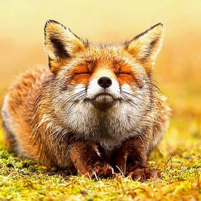 Фото профиля Foxy