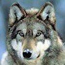 Фото профиля ALEX WOLF