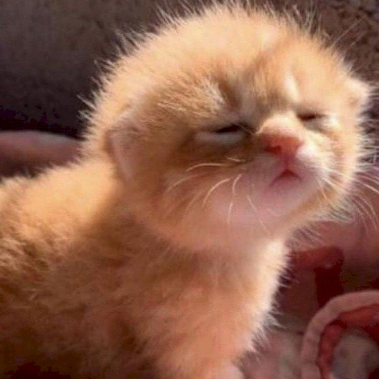 Фото профиля Лия Куан