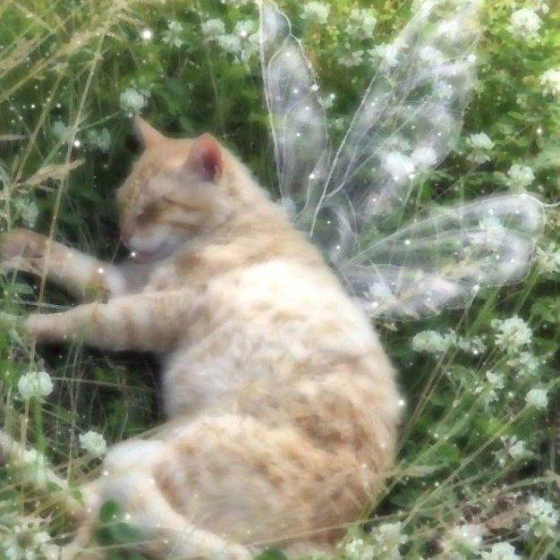 Фото профиля Надежда В Любовь 