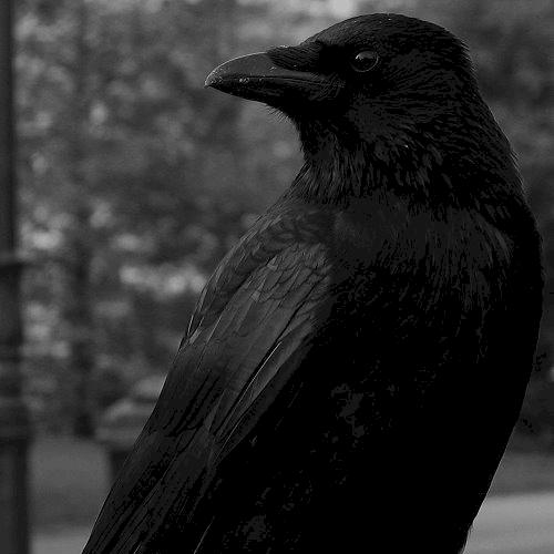 Фото профиля Crow