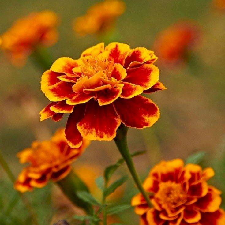 Фото профиля Матвей Мертвецкий 