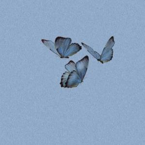 Фото профиля Лазурная бабочка