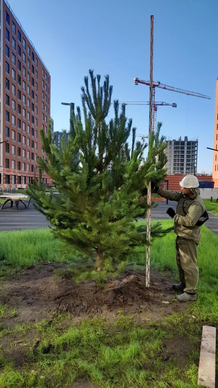 В Полис Приморский 2 началось озеленение