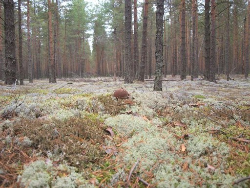Сбор, переработка, фасовка дикоросов