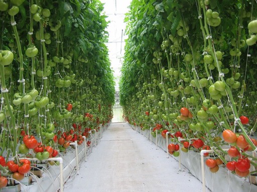 Выращивание овощей и зелени в теплицах "GreenGrow"