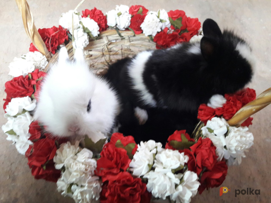 Возьмите Кролики напрокат (Фото 1) в Москве