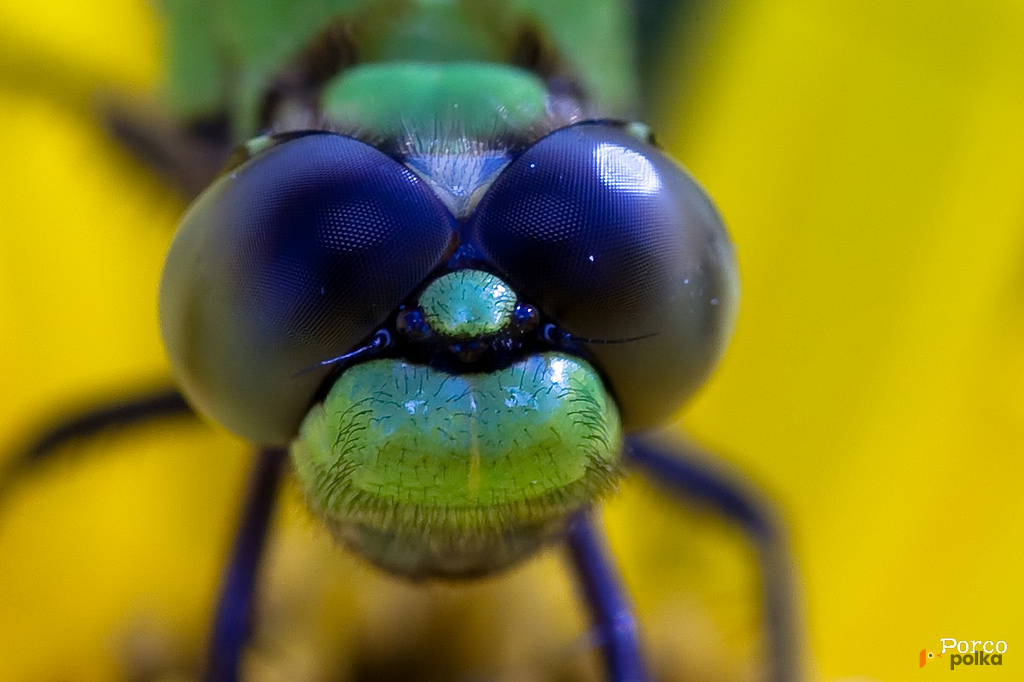 Возьмите Объектив Canon EF 180mm f/3.5L Macro USM напрокат (Фото 2) в Москве