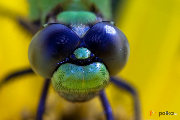 Возьмите Объектив Canon EF 180mm f/3.5L Macro USM напрокат (Фото 1) в Москве