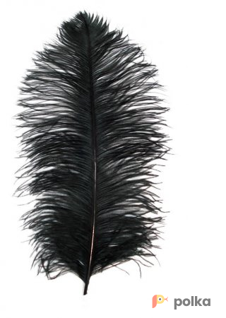 Возьмите Перо Страуса  УPAPAYA JAM Ostrich Feather Black напрокат (Фото 2) в Москве