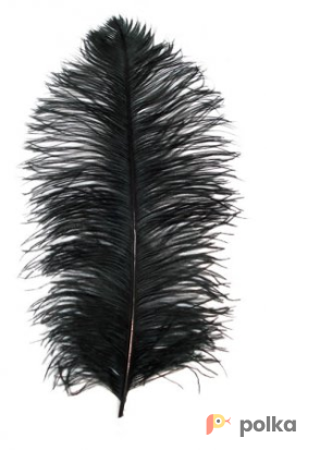 Возьмите Перо Страуса  УPAPAYA JAM Ostrich Feather Black напрокат (Фото 1) в Москве
