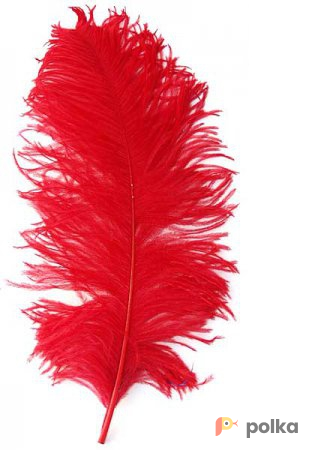 Возьмите Перо Страуса PAPAYA JAM Ostrich Feather Red напрокат (Фото 2) в Москве