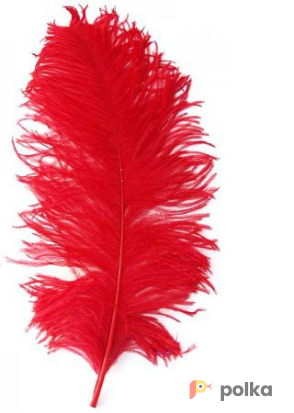 Возьмите Перо Страуса PAPAYA JAM Ostrich Feather Red напрокат (Фото 1) в Москве