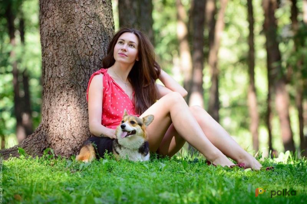 Возьмите Собака вельш-корги для фотосессии напрокат (Фото 5) в Москве