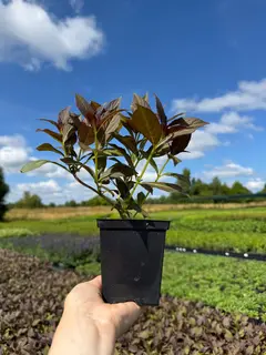 Вейгела Tango (Танго) - изображение 2