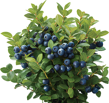 Вейгела Marjorie (Марджори)