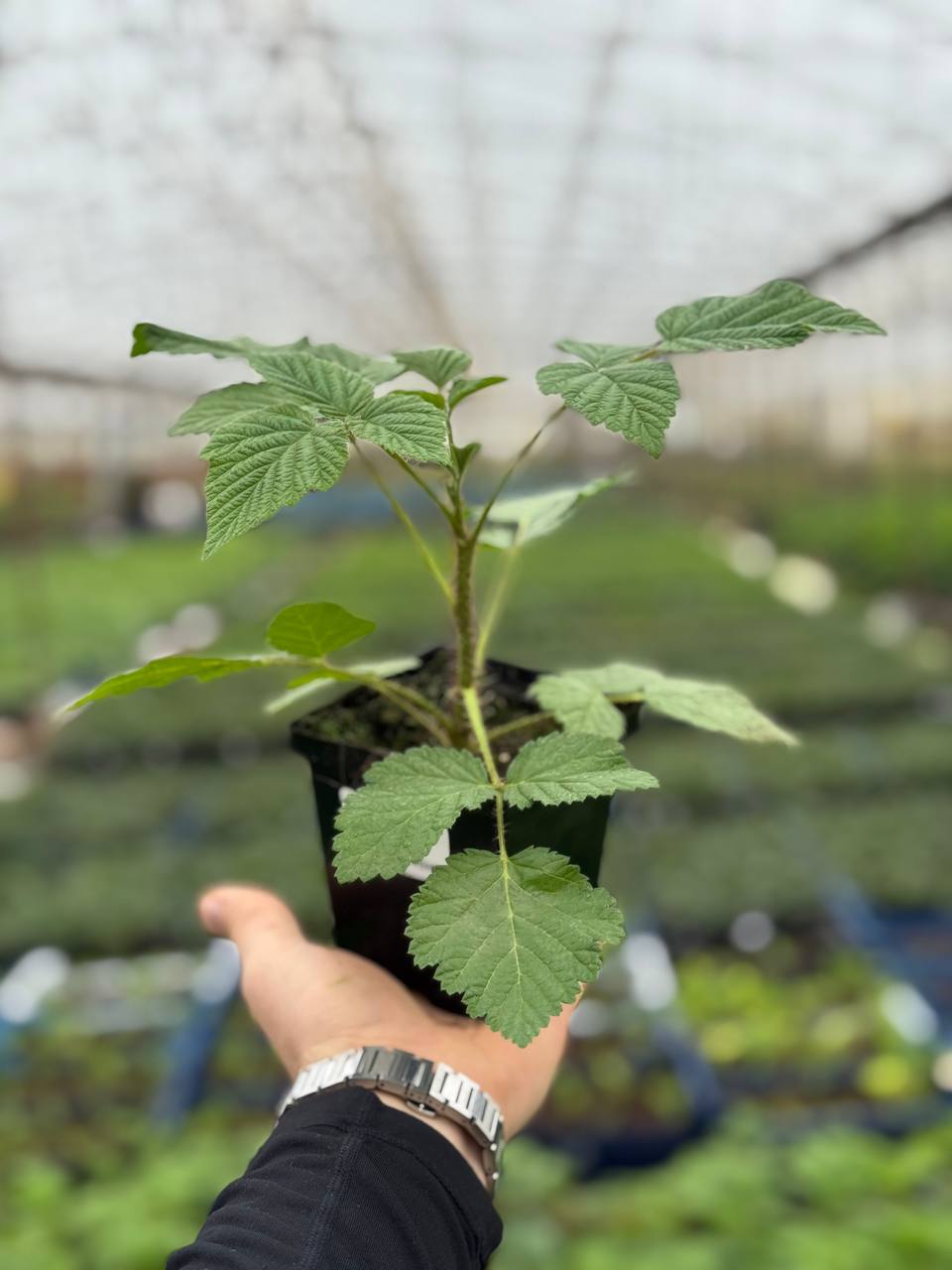 Малина Maravilla (Маравилла)