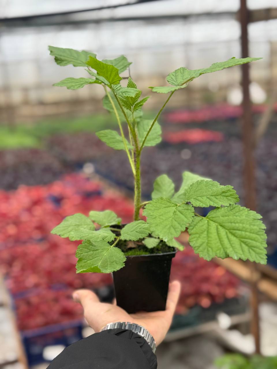 Малина Przehyba (Пшехиба)