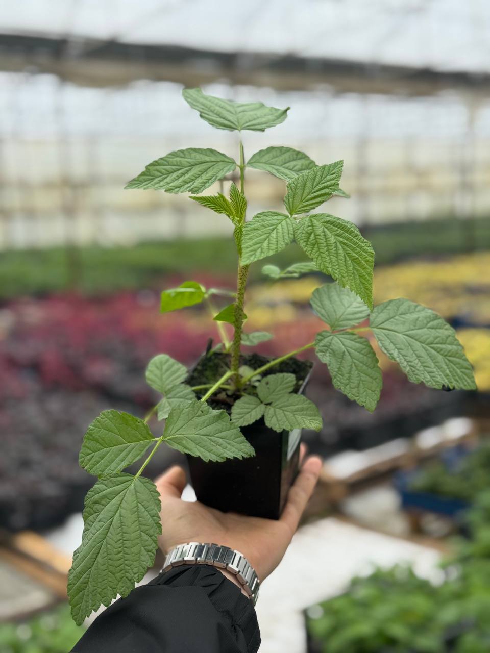 Малина Enrosadira (Энросадира)