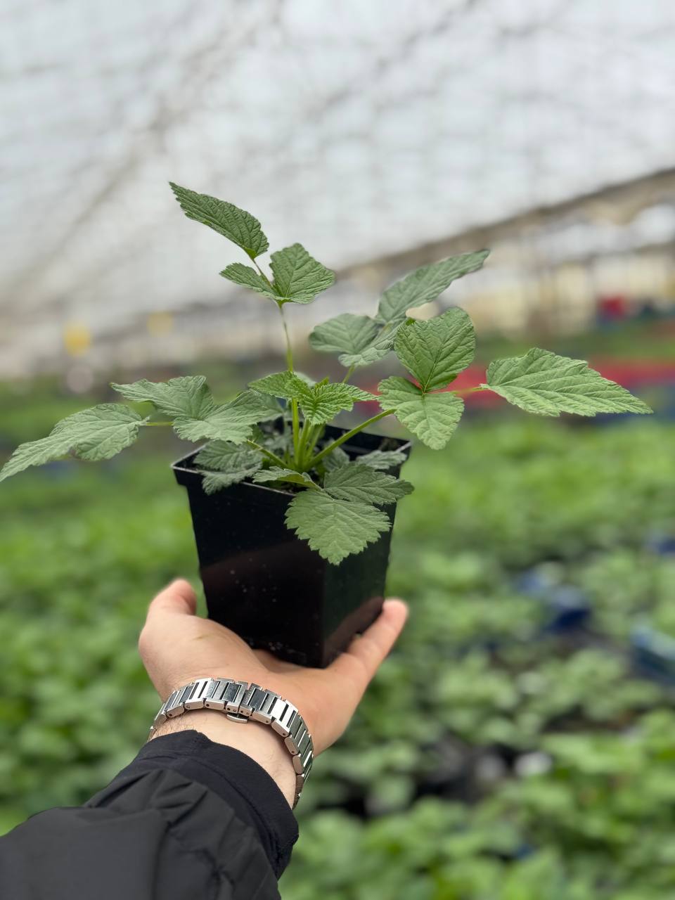 Малина Glen Ample (Глен Эмпл)