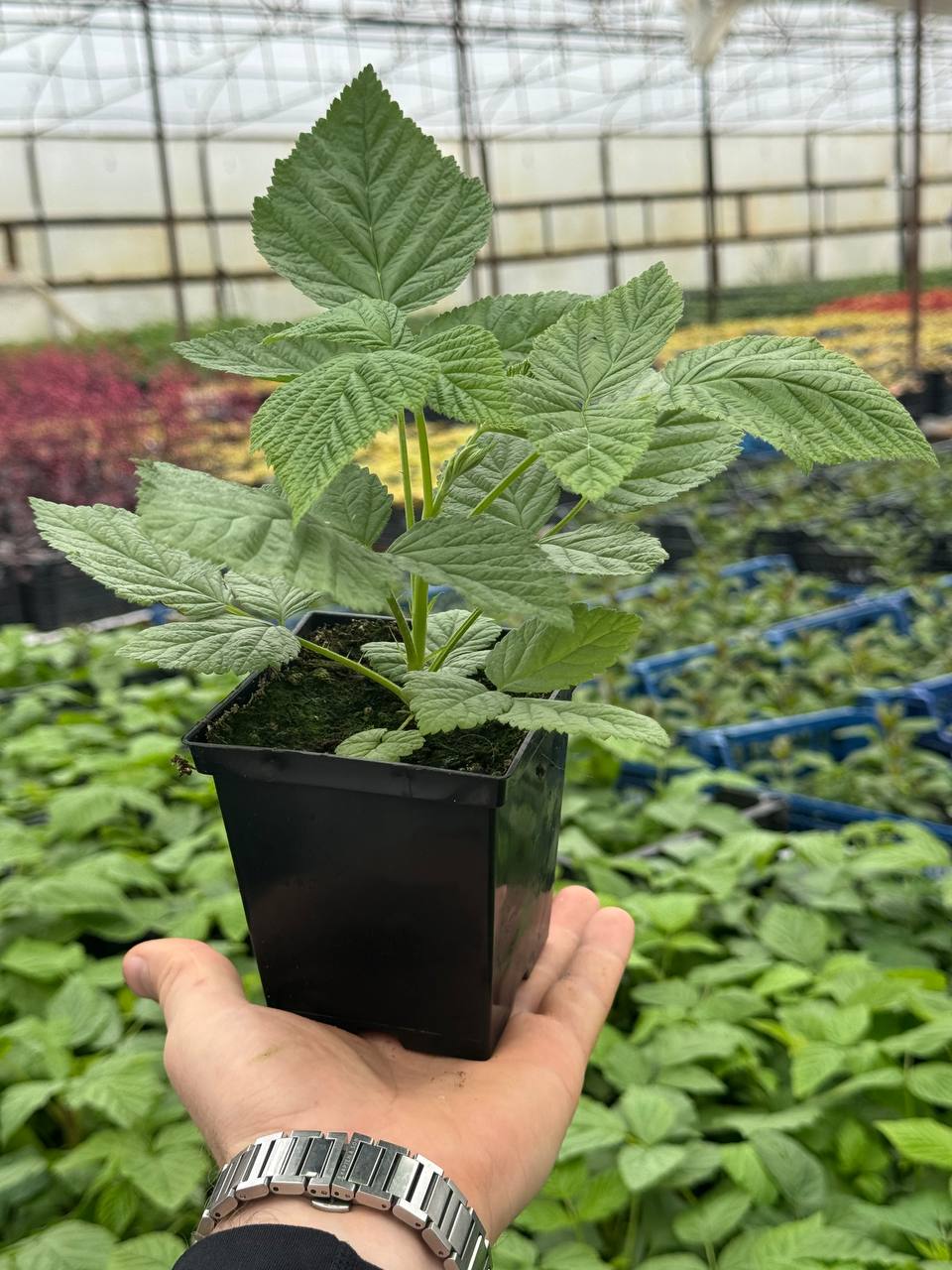 Малина Halley (Халлей)