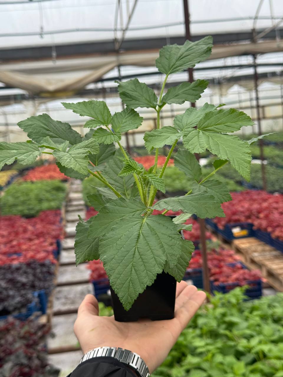 Малина Primalba (Прималба)