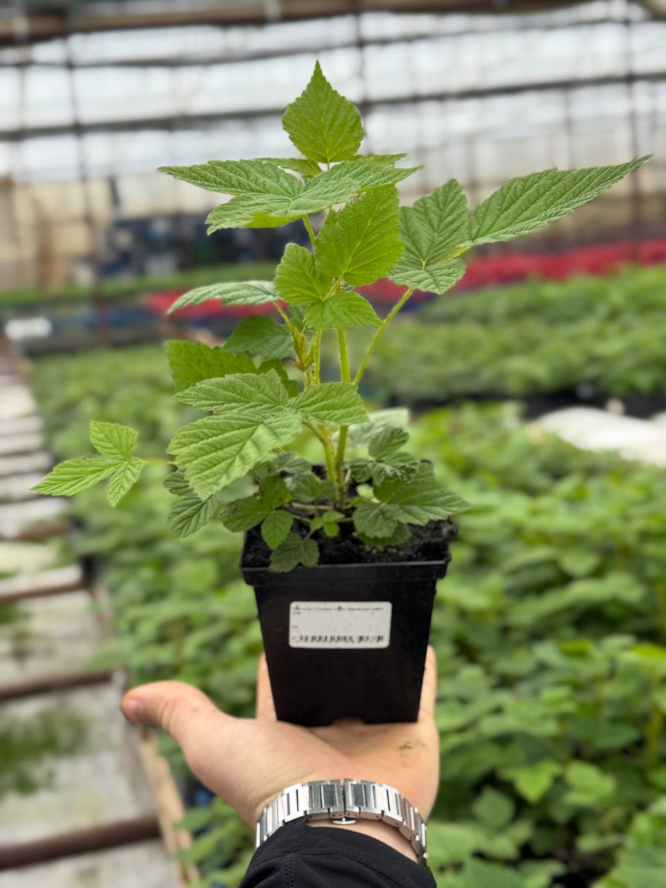 Малина Crimson night (Кримсон найт)