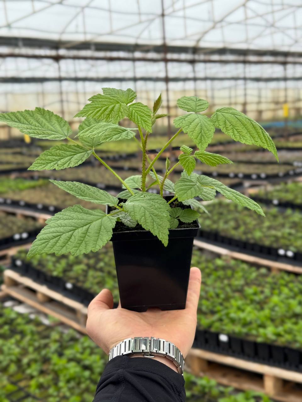 Малина  Polonez (Полонез)