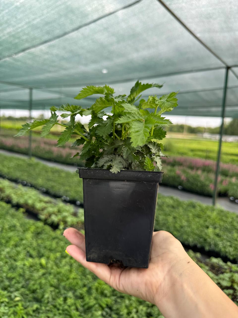 Малина Тибетская