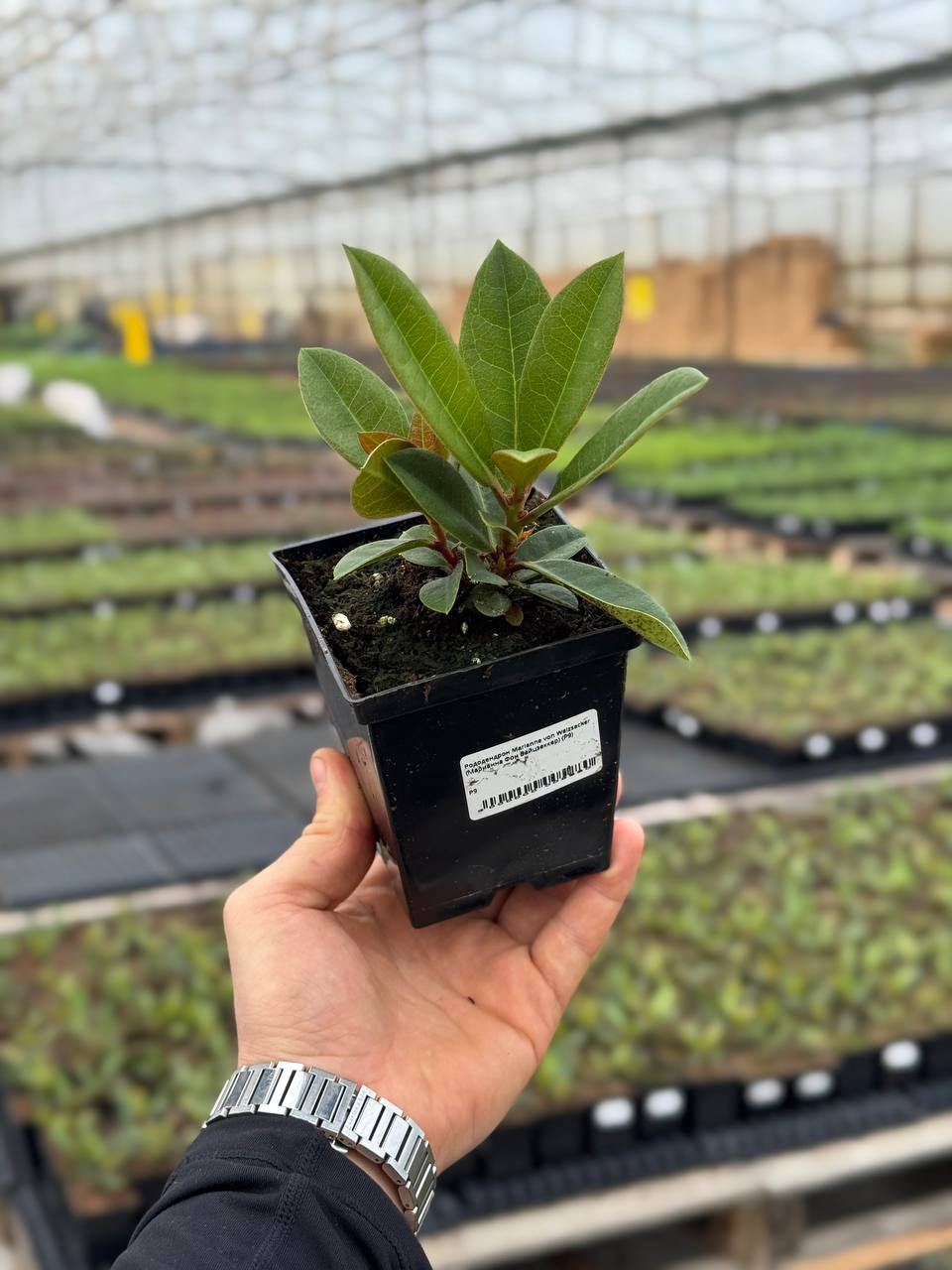 Рододендрон Marianne von Weizsacker (Марианна Фон Вайцзеккер)