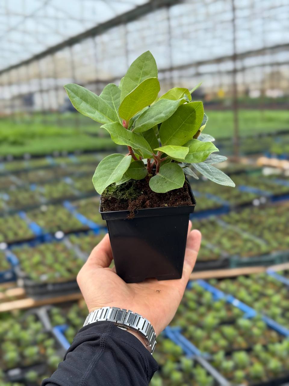 Рододендрон Azurro (Азурро)