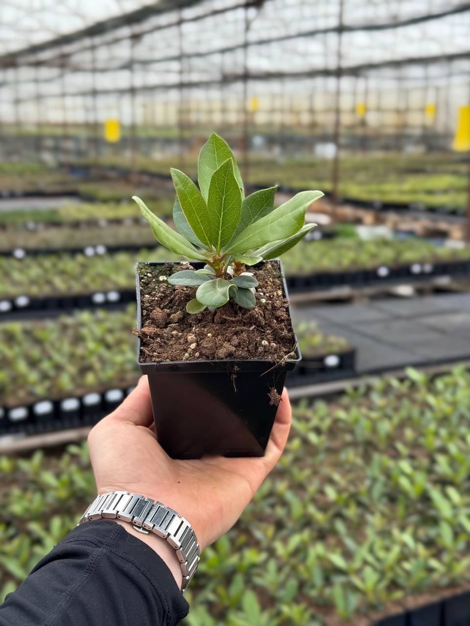 Рододендрон Nova Zembla (Нова Зембла)