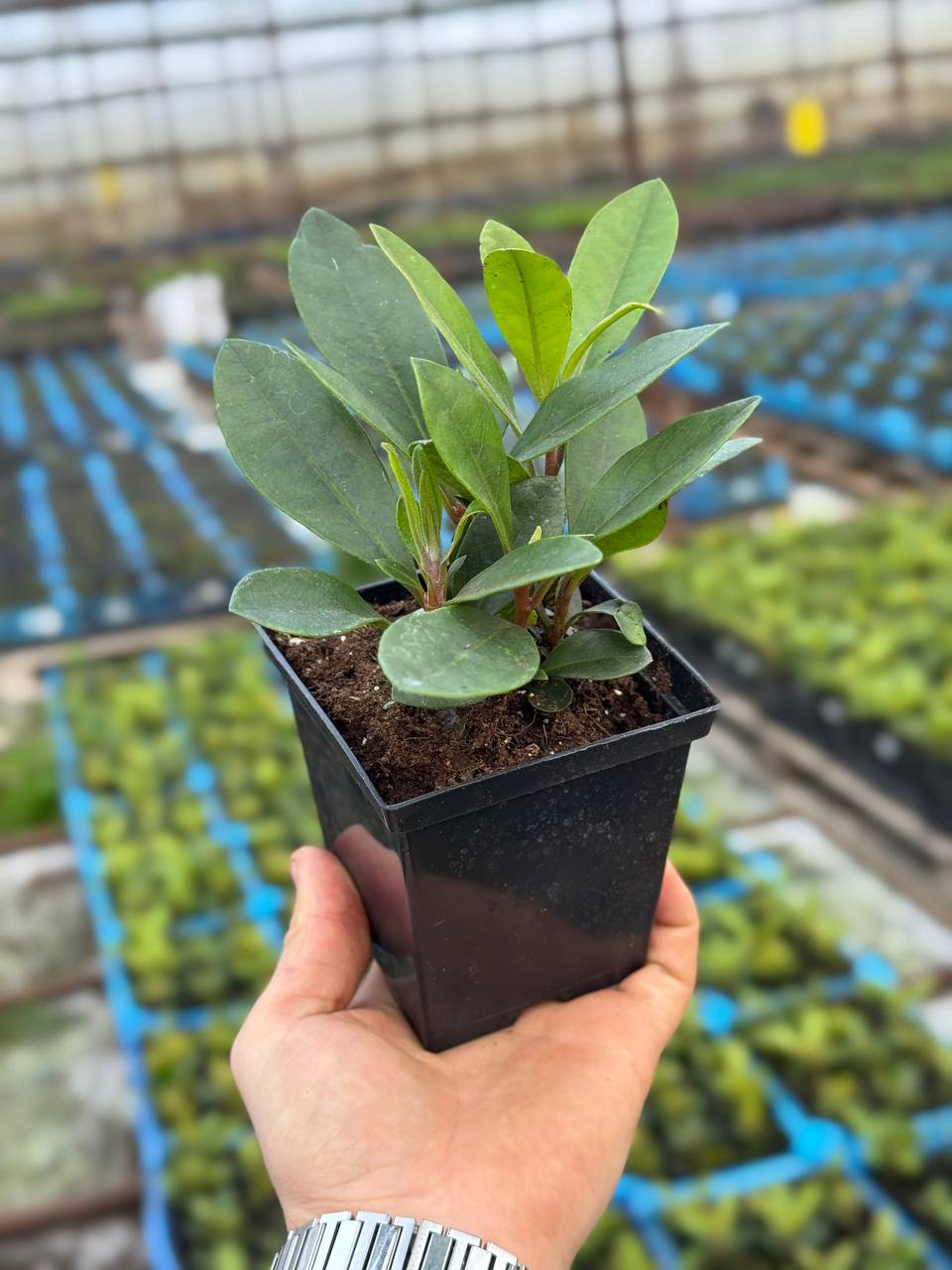 Рододендрон Madame Masson (Мадам Массон)