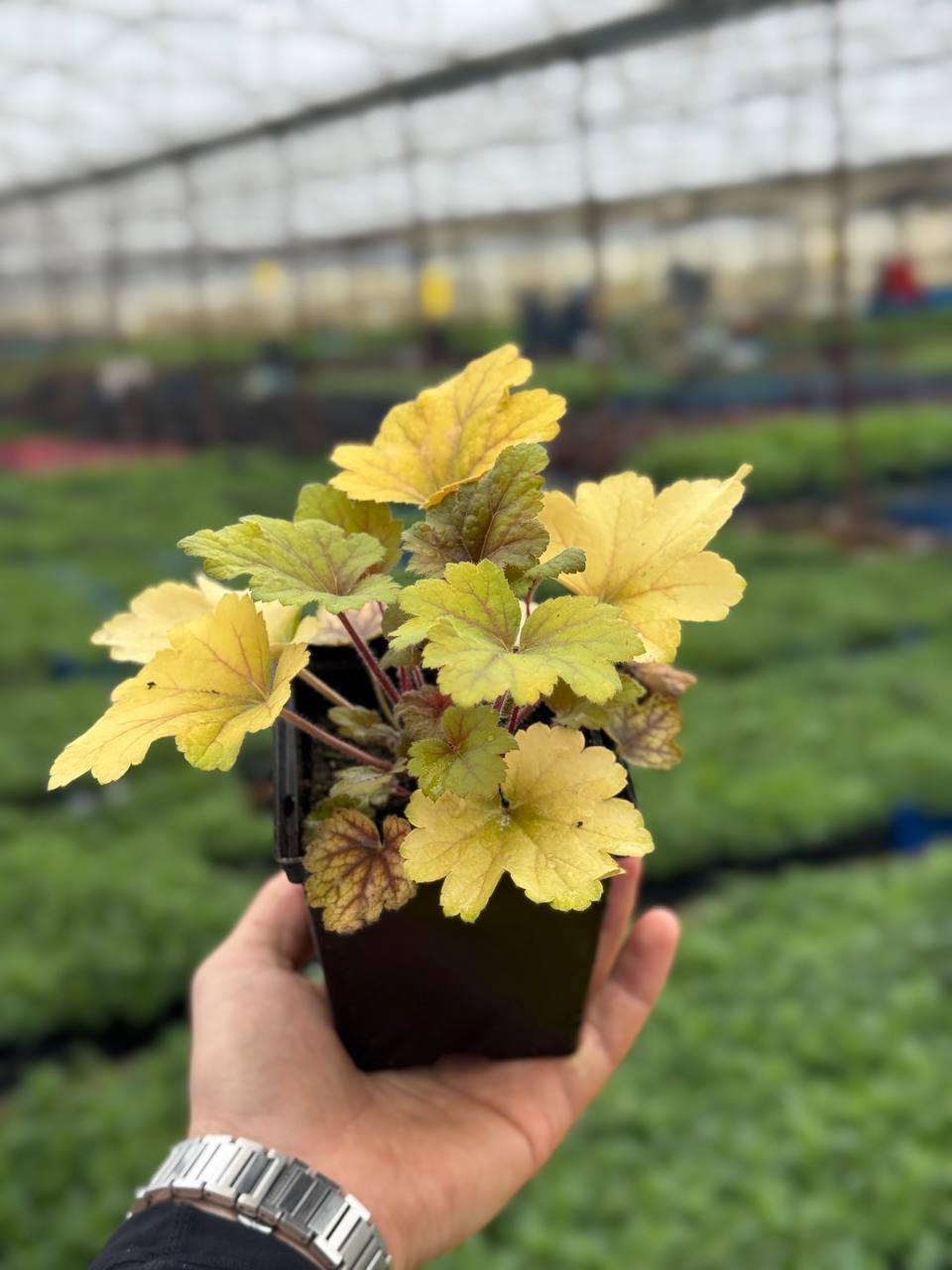 Гейхера Electra (Электра)