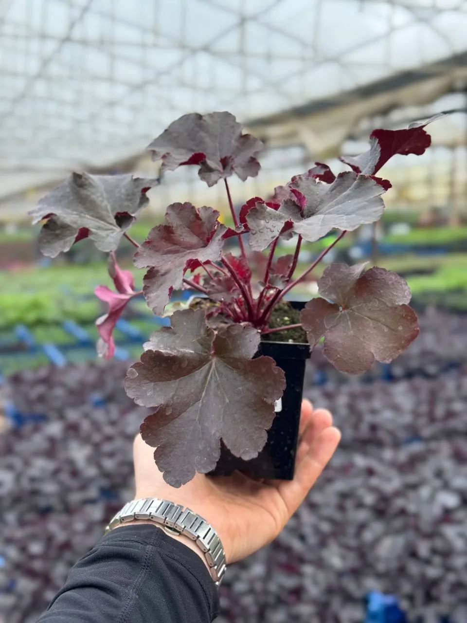 Гейхера Chocolate Ruffles (Чоколейт Раффлз)